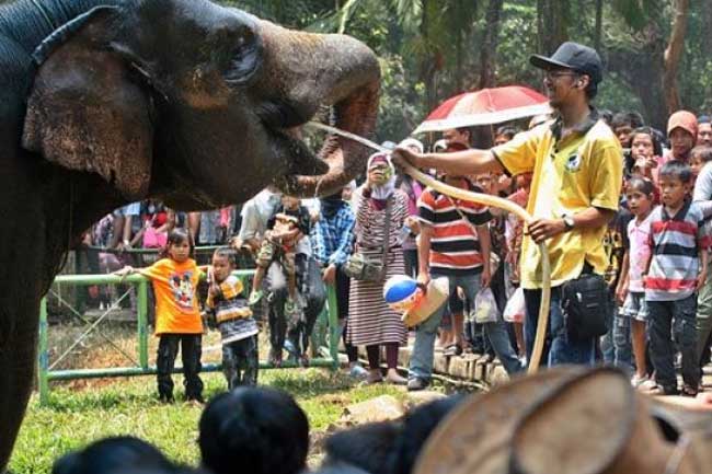 Karyawan Hingga Pawang 'Work From Home', Bagaimana Nasib Para Hewan di Ragunan?