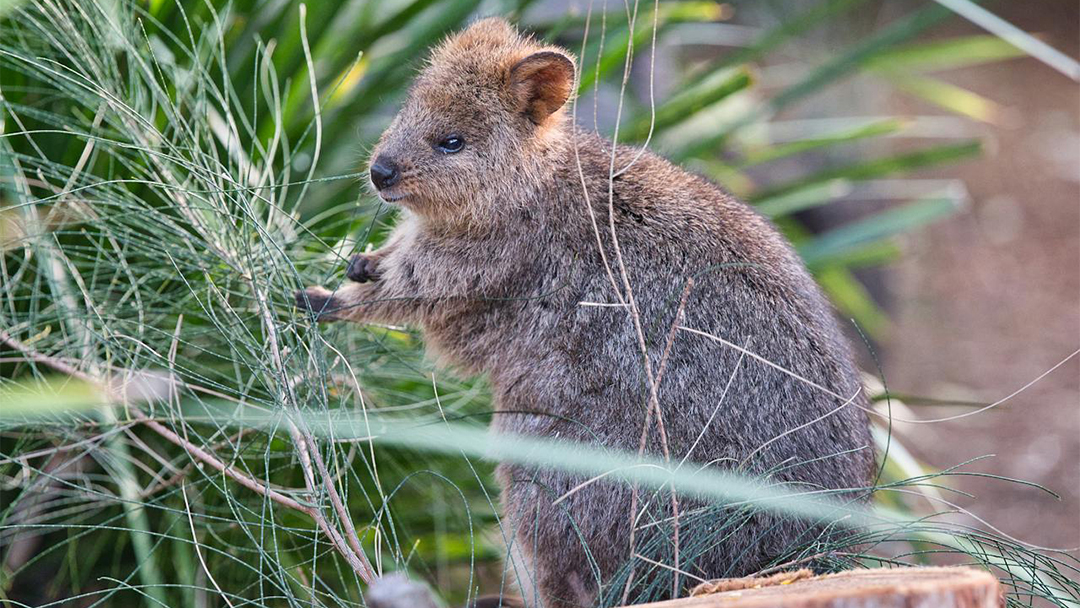 Jalan-Jalan ke  Rottnest Island di Australia Barat, Bertemu si Ramah Quokka