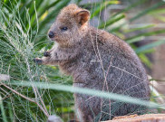 Jalan-Jalan ke  Rottnest Island di Australia Barat, Bertemu si Ramah Quokka