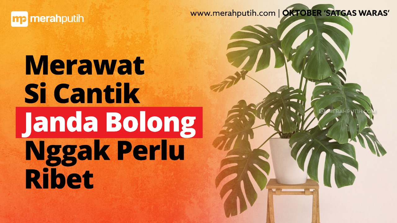 Merawat Monstera Enggak Perlu Ribet