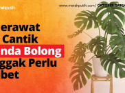 Merawat Monstera Enggak Perlu Ribet
