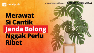 Merawat Monstera Enggak Perlu Ribet