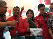 Di Pameran Rempah PDIP, Risma Kagumi Nanas Besar dan Andaliman dari Taput