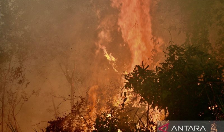 Dalam 10 Tahun Pemerintah Klaim Merestorasi 5,5 Juta Lahan Gambut