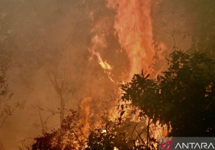 Dalam 10 Tahun Pemerintah Klaim Merestorasi 5,5 Juta Lahan Gambut