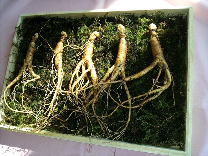 Ginseng. (Foto: Pixabay/markroad1230)