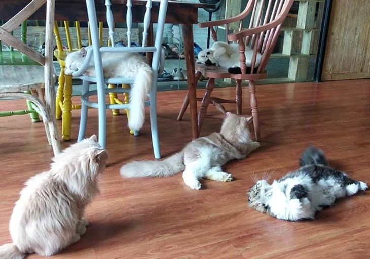 The Cat Kabin. (Foto: instagram.com/thecatcabinjakarta)