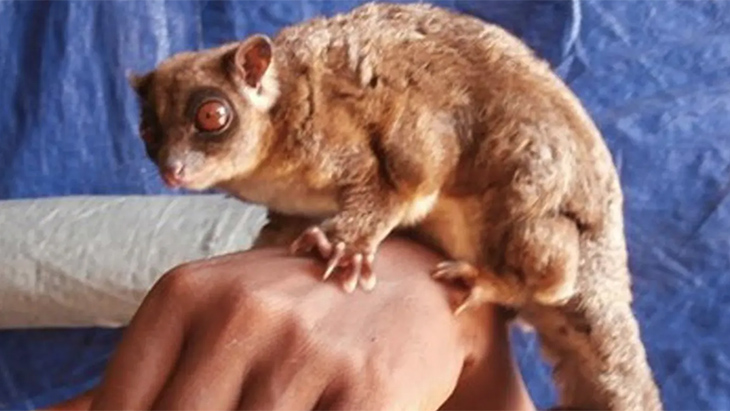  Dikira Punah 6.000 Tahun Lalu, Possum Kecil dan Glider Muncul di Papua Barat
