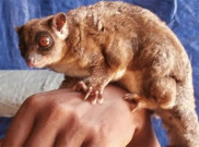  Dikira Punah 6.000 Tahun Lalu, Possum Kecil dan Glider Muncul di Papua Barat