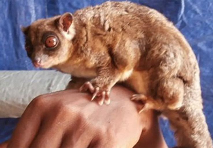  Dikira Punah 6.000 Tahun Lalu, Possum Kecil dan Glider Muncul di Papua Barat