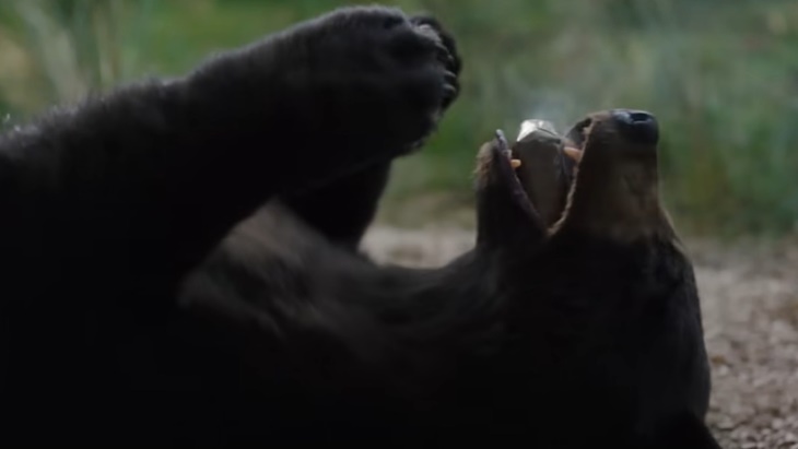 Ketika Beruang Mengonsumsi Kokain di Film 'Cocaine Bear'