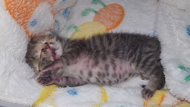Kenalkan Bettie Bee, Kucing Bermuka Dua