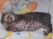 Kenalkan Bettie Bee, Kucing Bermuka Dua