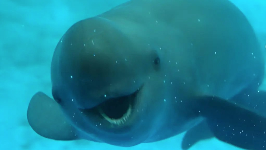 Porpoise Tanpa Sirip Berbiak di Sungai Yangtze