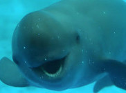 Porpoise Tanpa Sirip Berbiak di Sungai Yangtze