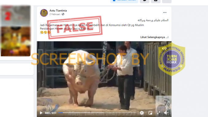 Tangkapan layar hoaks persilangan babi dan sapi. (Foto: Antara)