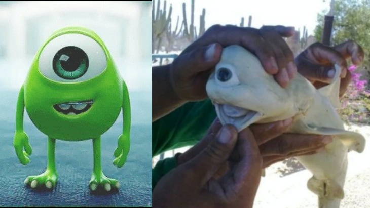 Hiu Albino Bermata Satu Mirip Karakter Mike Wazowski di 'Monsters, Inc.'