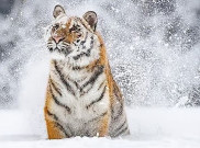 Terancam Punah, Harimau Siberia Terlihat di China