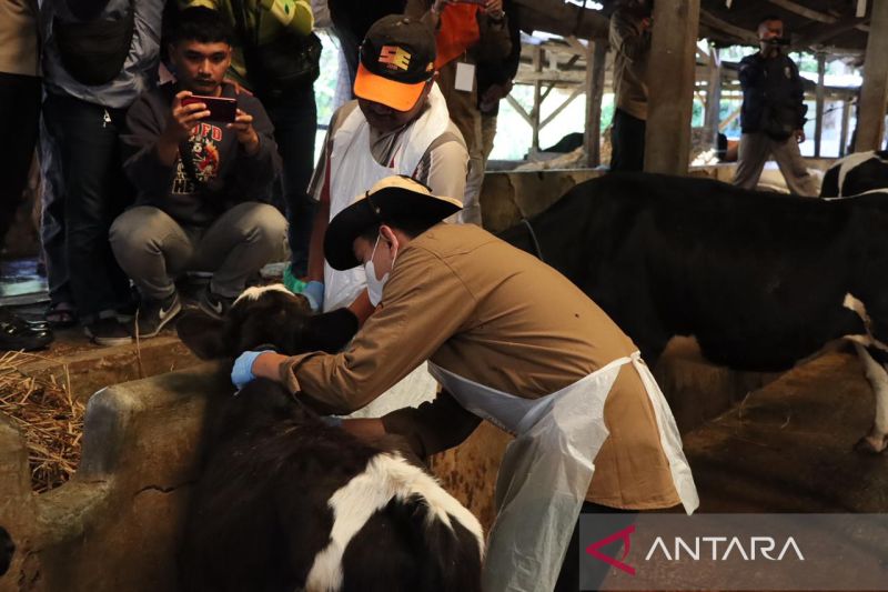 Petugas kesehatan hewan bersama unsur Forkopimda Kota Sukabumi saat melakukan vaksinasi ke salah satu peternakan yang ada di Kota Sukabumi, Jawa Barat. Antara/Aditya Rohman