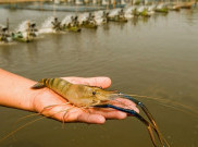Startup Tawarkan Teknologi untuk Para Petambak Budidaya Udang
