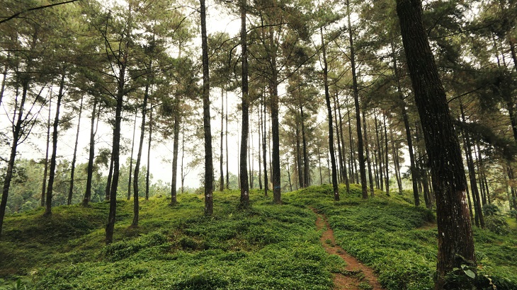hutan kita sultan