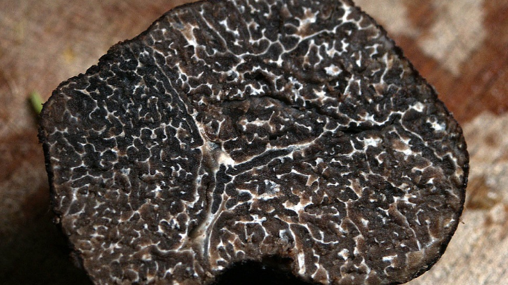 Jamur Puluhan Juta Jadi Bahan Kecantikan