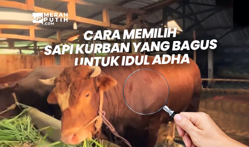 Cara Memilih Sapi Kurban yang Bagus untuk Idul Adha