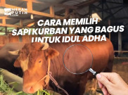 Cara Memilih Sapi Kurban yang Bagus untuk Idul Adha