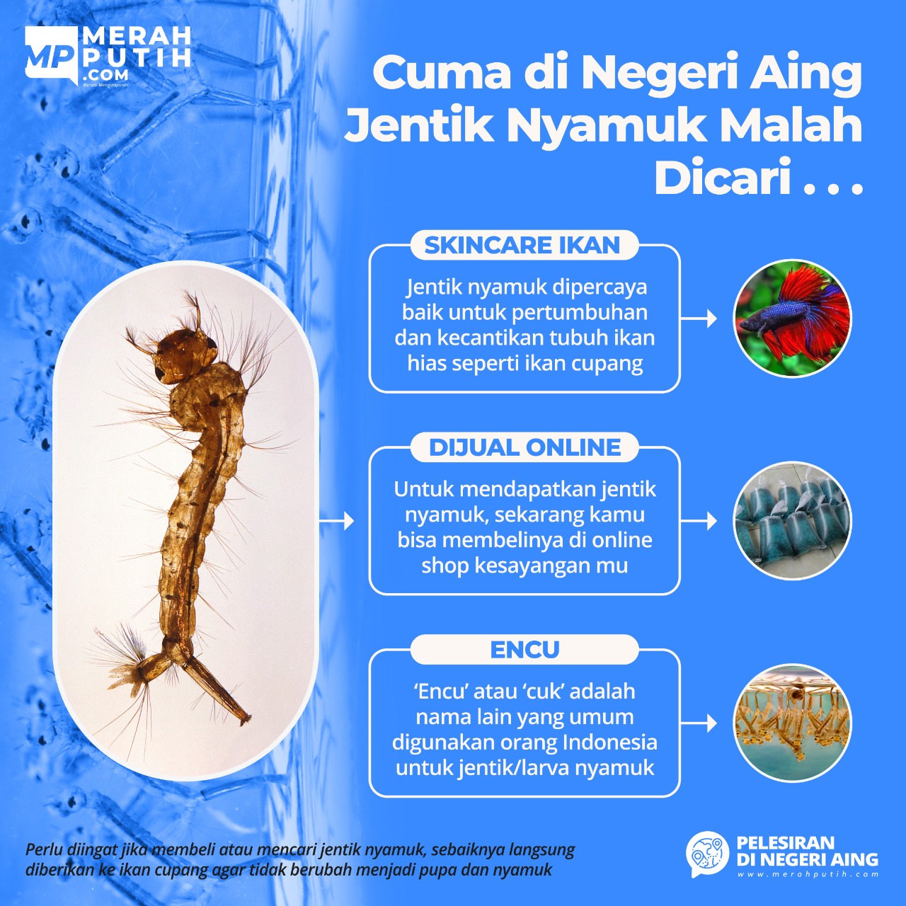 Hanya di Negeri Aing Jentik Nyamuk Malah Dicari Oleh Warga