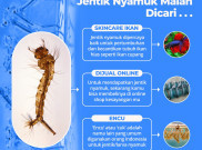 Hanya di Negeri Aing Jentik Nyamuk Malah Dicari Oleh Warga