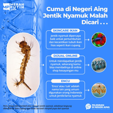 Hanya di Negeri Aing Jentik Nyamuk Malah Dicari Oleh Warga