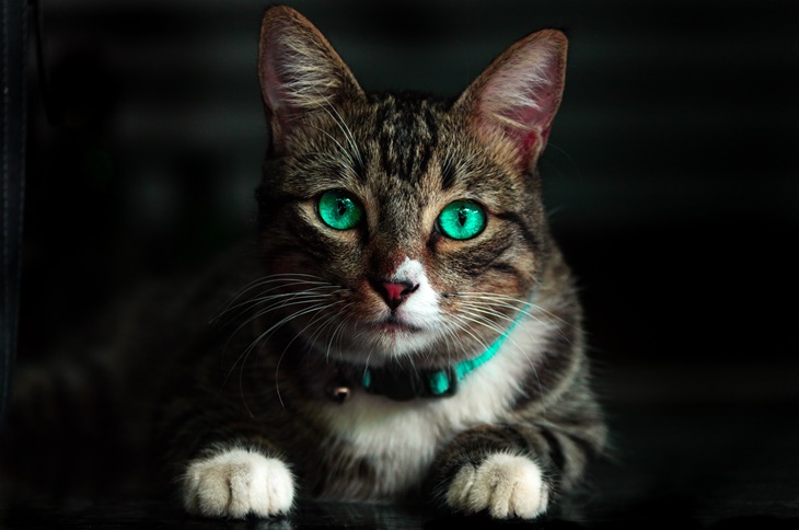 japanese bobtail