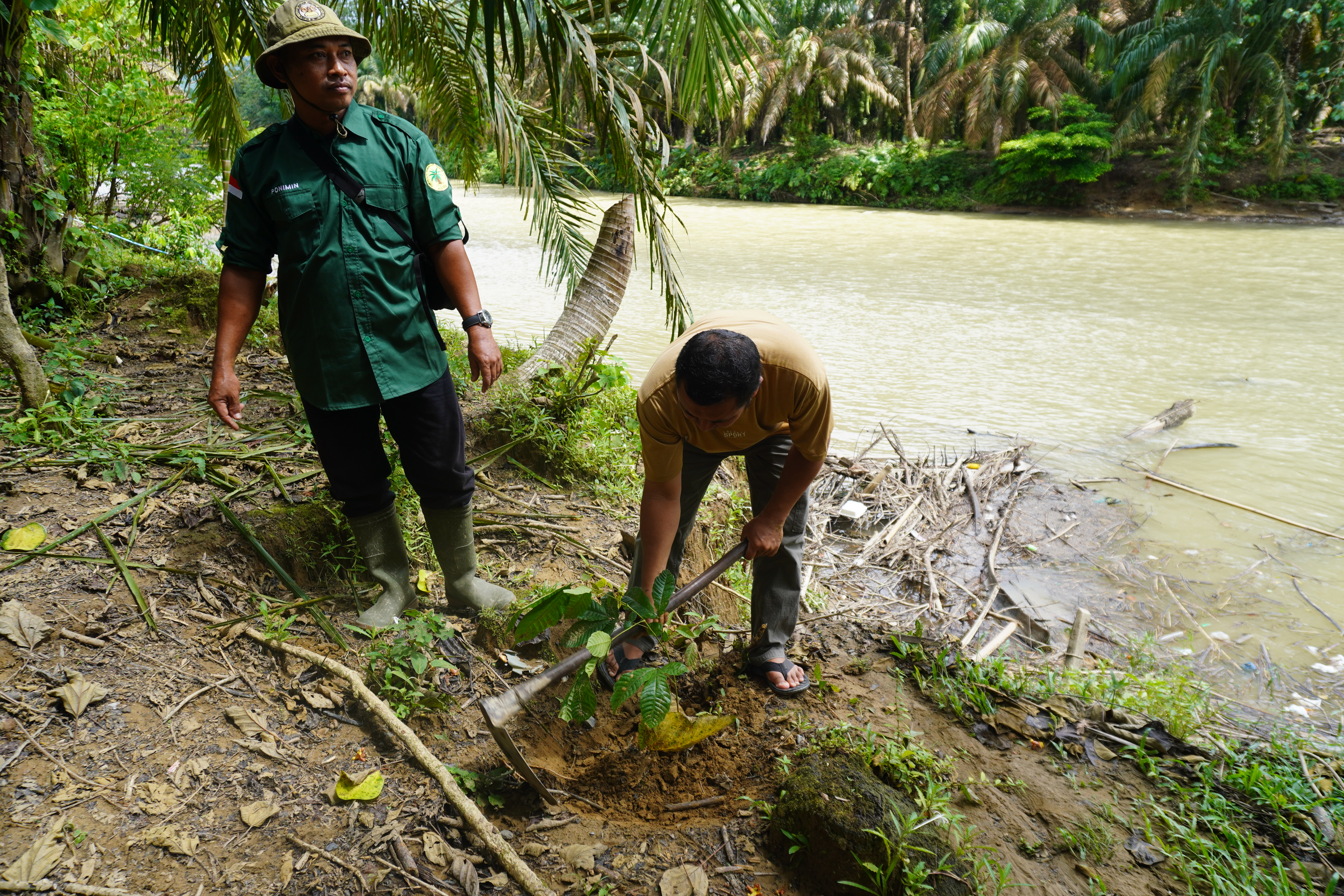 Pulihkan Ekosistem Akibat Bencana, Ribuan Pohon Ditanam di DAS Rengas Aceh Tamiang