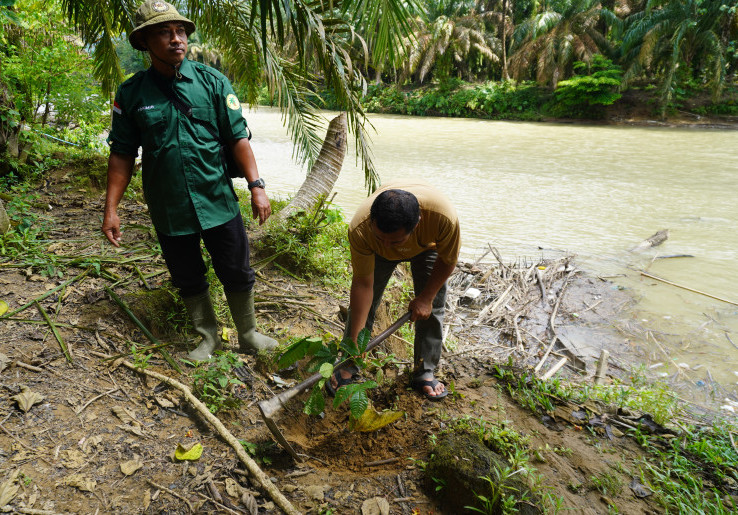 Pulihkan Ekosistem Akibat Bencana, Ribuan Pohon Ditanam di DAS Rengas Aceh Tamiang