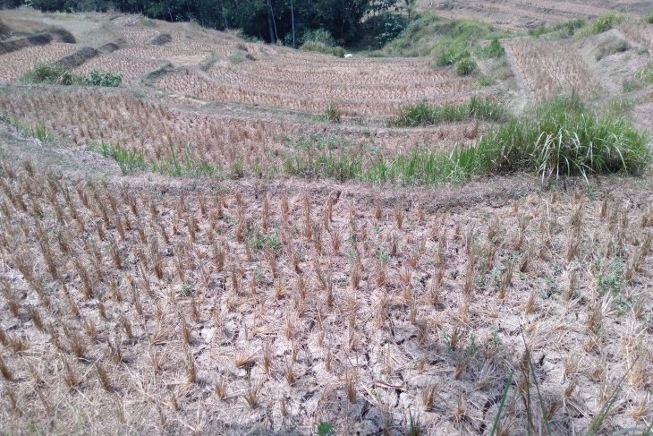 Areal sawah saat kemarau di wilayah Karawang selatan. (Ali Khumaini)
