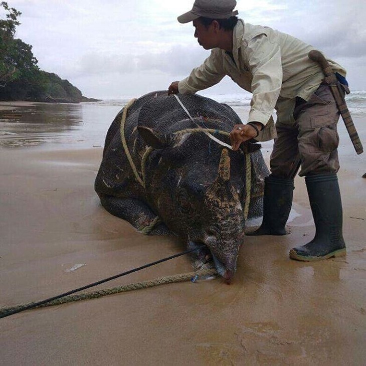 Petugas mengukur dan mengevakuasi seekor gajah yang mati di kawasan pesisir Taman Nasional Ujung Kulon. (Foto: instagram.com/tnujungkulon)