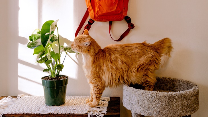 Jenis Kucing yang Cocok untuk Penghuni Apartemen