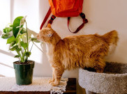 Jenis Kucing yang Cocok untuk Penghuni Apartemen