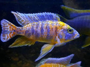 Mengintip Cantiknya Ikan Cichlid Asal Afrika Bersama Cichlid Hobbies Indonesia 