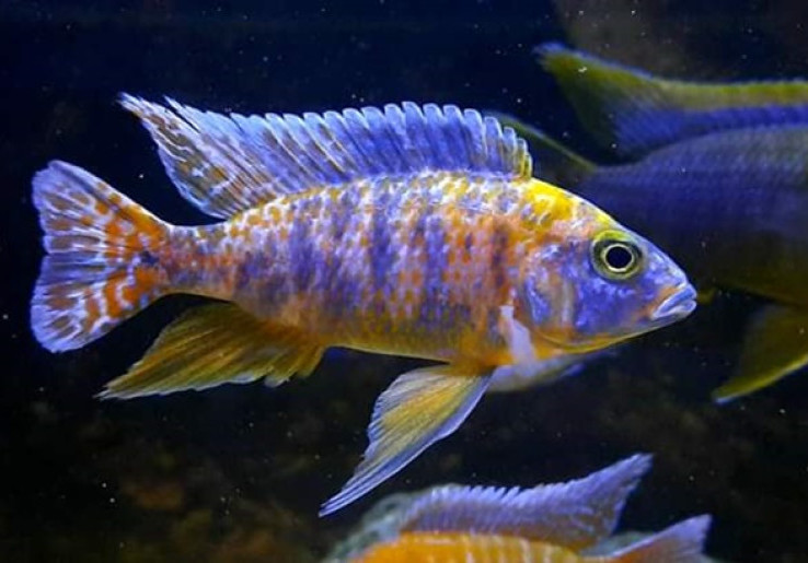 Mengintip Cantiknya Ikan Cichlid Asal Afrika Bersama Cichlid Hobbies Indonesia 