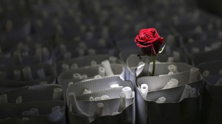 Perempuan Harus Tahu, Ini 4 Hal yang Identik Dengan Aroma Bunga Mawar