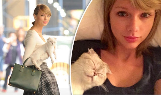Taylor Swift dan kucing