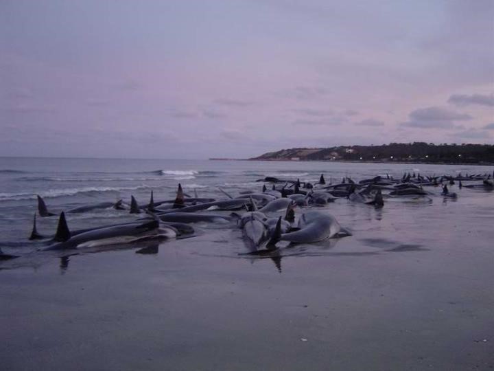 90 Paus yang Terdampar di Pantai Australia akan Jalani Eutanasia, Upaya Penyelamatan Gagal