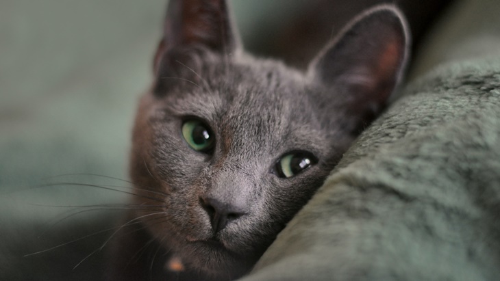 kucing