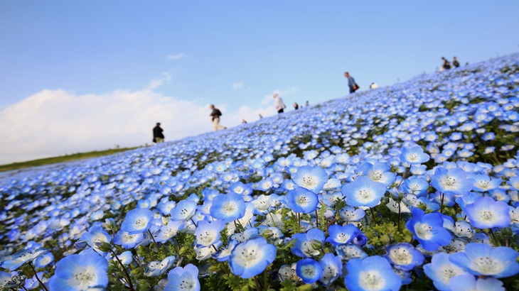 Taman di Jepang ini Menawarkan Pemandangan Jutaan Bunga Warna Biru