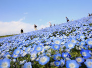 Taman di Jepang ini Menawarkan Pemandangan Jutaan Bunga Warna Biru