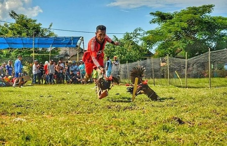 barapan ayam