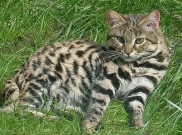 Felis Nigripes, Kucing Lucu Paling Mematikan di Dunia