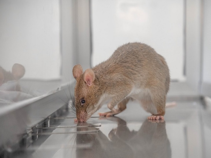 tikus selamatkan korban gempa bumi