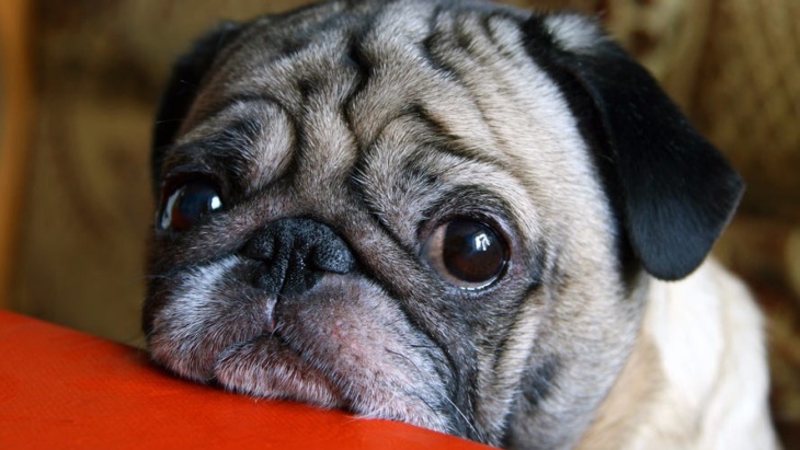 Anabul tak Suka Sama Kamu? Ini 4 Tandanya